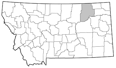 Ataxia hubbardi distribution in Montana