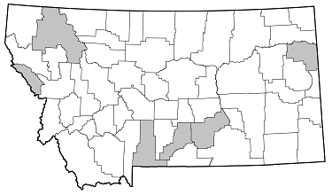 Atimia confusa distribution in Montana