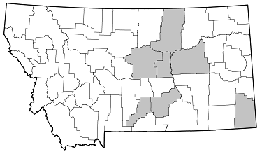Batyle suturalis distribution in Montana