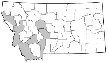 Brachysomida atra distribution in Montana