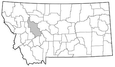 Brachysomida rugicollis distribution in Montana