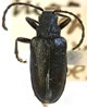 Brachysomida atra