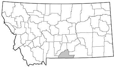 Brachysomida sp. distribution in Montana