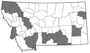 Buprestis confluenta distribution in Montana