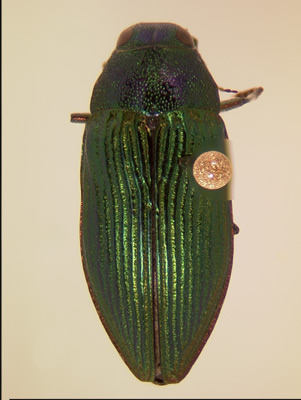 Buprestis adjecta habitus dorsal