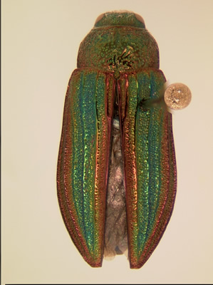 Buprestis aurulenta