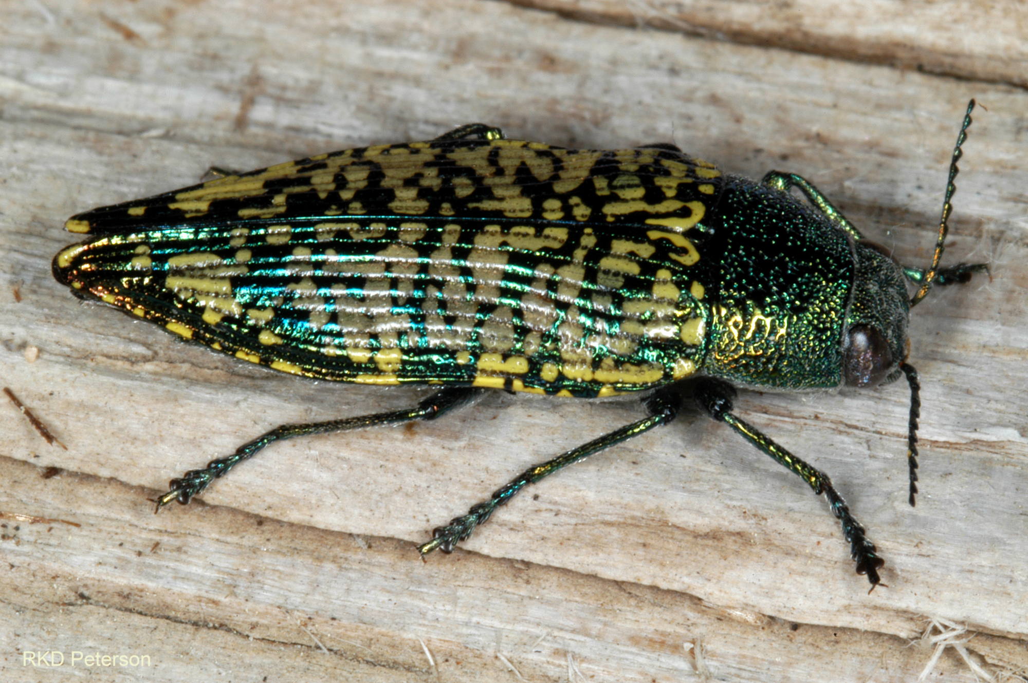 metallic dark green, yellow, and teal beetle Buprestis confluenta