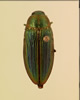 Buprestis intricata