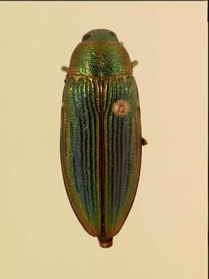 Buprestis intricata