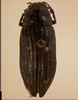 Buprestis laeviventris