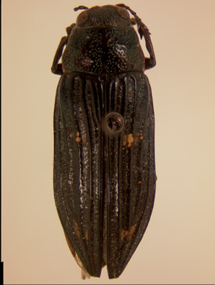 Buprestis laeviventris