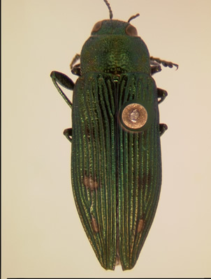 Buprestis langii