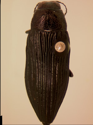 Buprestis lyrata