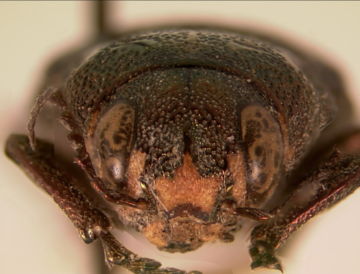 Buprestis maculativentris face