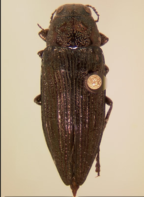 Buprestis maculativentris habitus dorsal