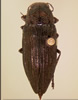 Buprestis maculativentris