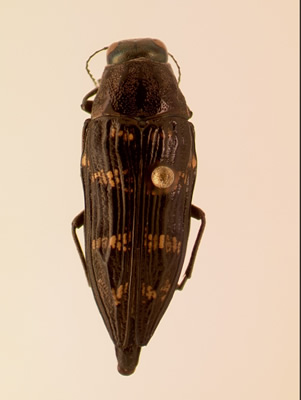 Buprestis nutalli