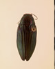 Buprestis subornata