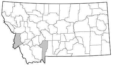 Callidium antennatum distribution in Montana
