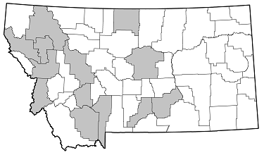 Callidium cicatricosum distribution in Montana