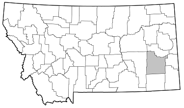 Callidium texanum distribution in Montana