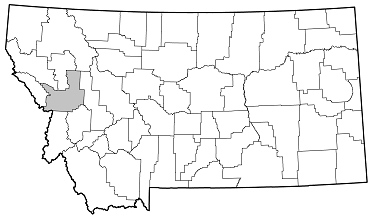 Callidium violaceum distribution in Montana