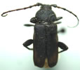 Callidium antennatum