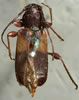 Phymatodes dimidiatus