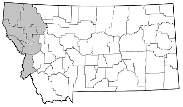 Centrodera spurca distribution in Montana
