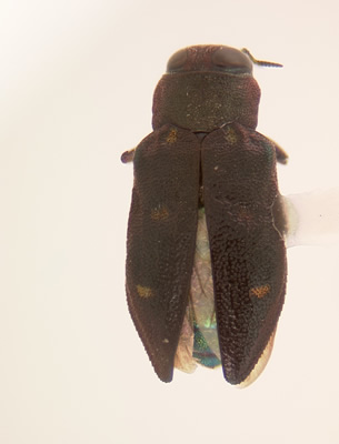 Chrysobothris azurea habitus dorsal