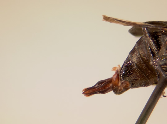 Chrysobothris breviloba genitalia