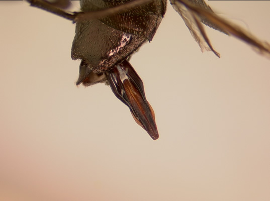 Chrysobothris dentipes genitalia