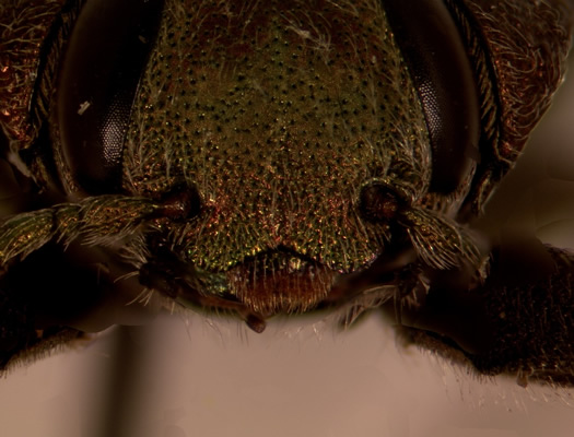 Chrysobothris nixa face view