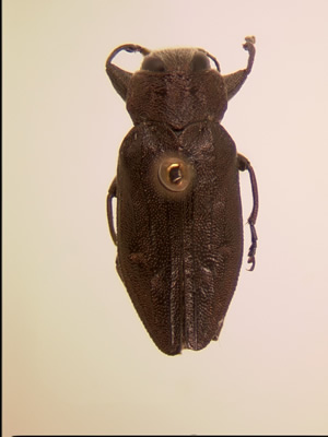 Chrysobothris nixa habitus dorsal