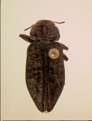 Chrysobothris trinervia habitus dorsal