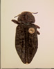 Chrysobothris trinervia