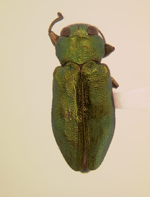 Chrysobothris viridicyanea habitus dorsal