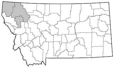 Cortodera coniferae distribution in Montana