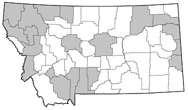 Cortodera longicornis distribution in Montana