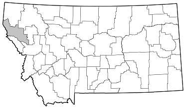 Cortodera militaris distribution in Montana