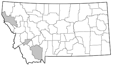 Cortodera nitidipennis distribution in Montana