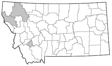 Cortodera robusta distribution in Montana
