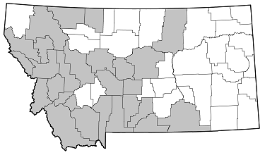 Cortodera subpilosa distribution in Montana
