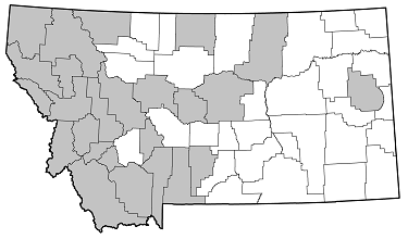 Cosmosalia chrysocoma distribution in Montana