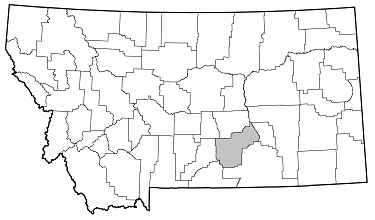 Crossidius ater distribution in Montana