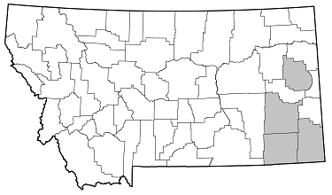 Crossidius coralinus distribution in Montana