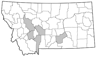 Crossidius pulchellus distribution in Montana