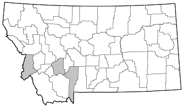Crossidius punctatus distribution in Montana