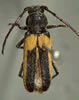 Crossidius pulchellus