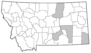 Dectes texanus distribution in Montana